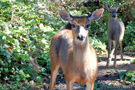 2010-0825_deer.jpg 2010-0825_deer.jpg