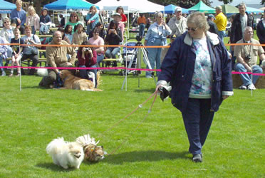 Bark in the Park Bark in the Park