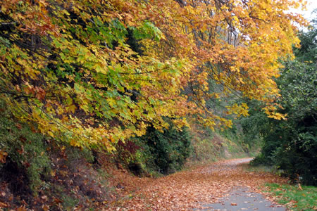 2008-1030_fall_photo.jpg 2008-1030_fall_photo.jpg