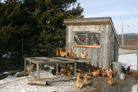 2010-0607_chicken_ordinance.jpg 2010-0607_chicken_ordinance.jpg