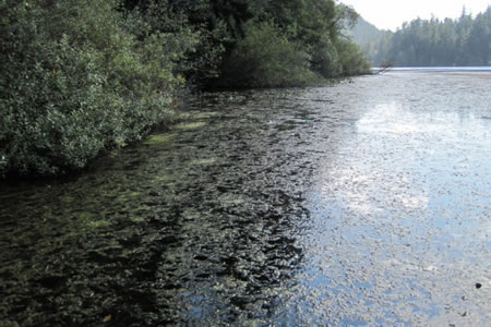 2010-1129_heart_lake_milfoil2.jpg 2010-1129_heart_lake_milfoil2.jpg