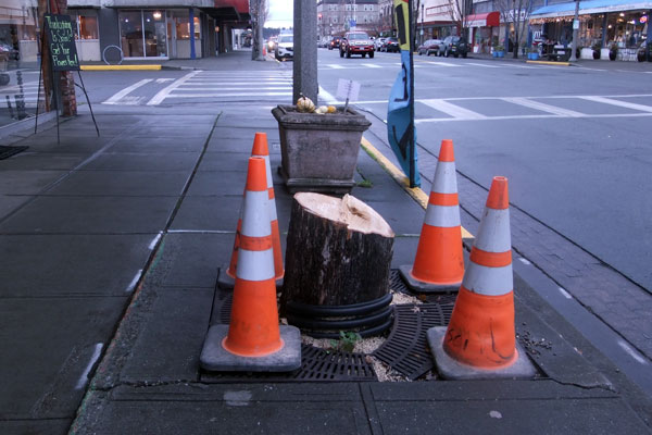 2014-1127-downtown-trees