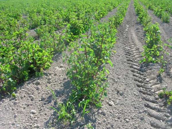 2015 0706 seed crops