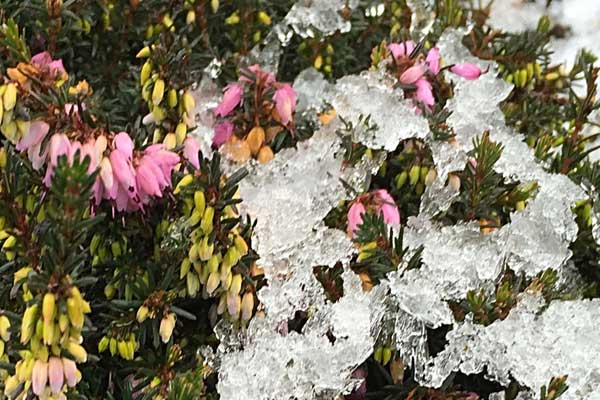 2016 0104 flowers ice 600