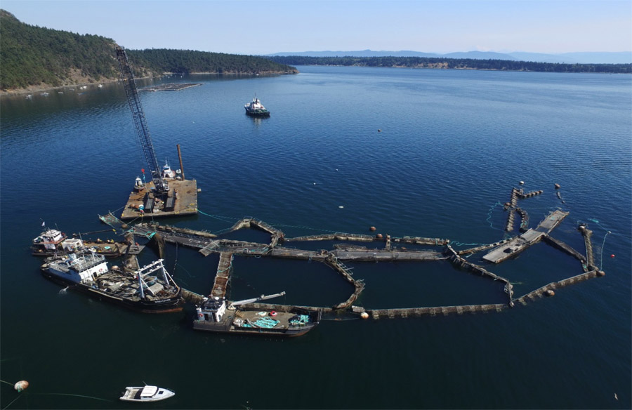 DNR drone image of Cypress Island net pen #2, August 28, 2017. Image from Dept. of Natural Resources.
