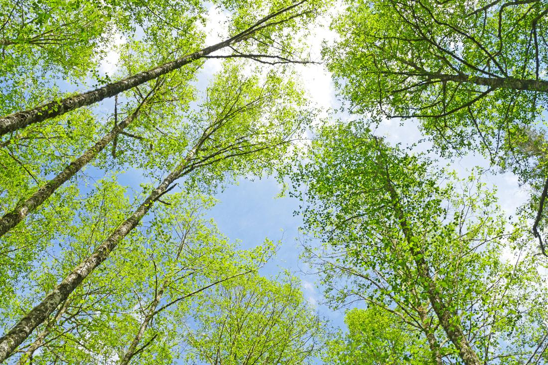 Image by Jack Hartt of trees