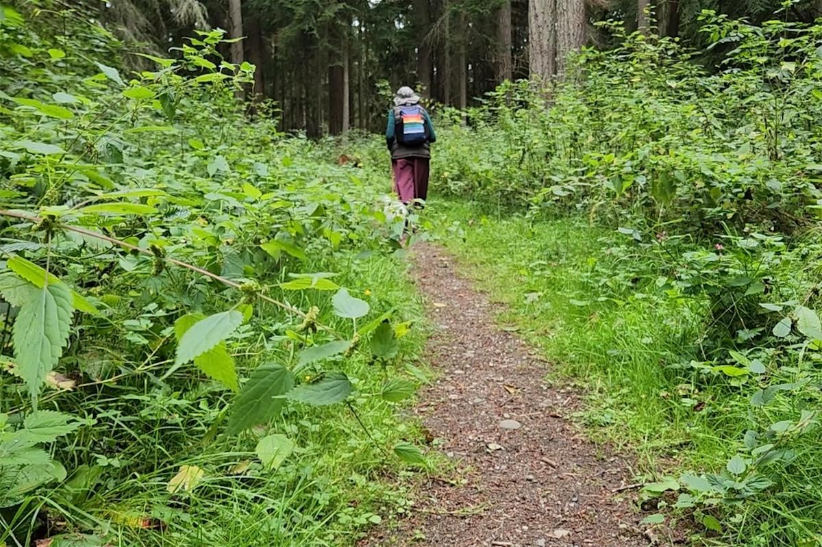 photo shows hiker in a forest