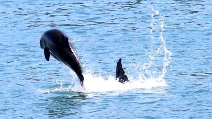 2025 0430 porpoises 2