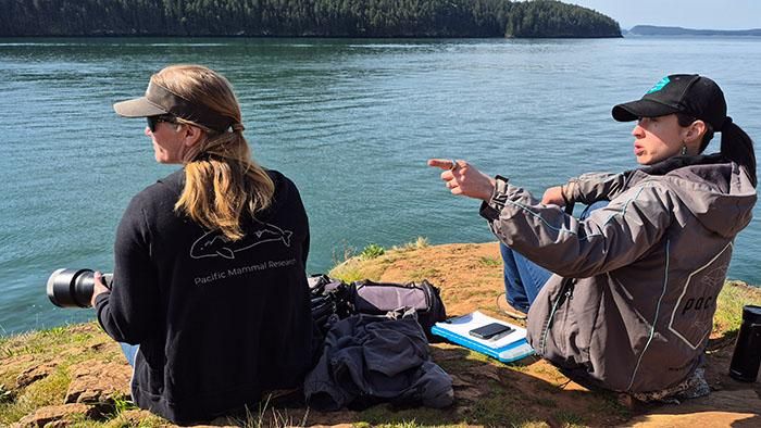 2025 0430 porpoises 3