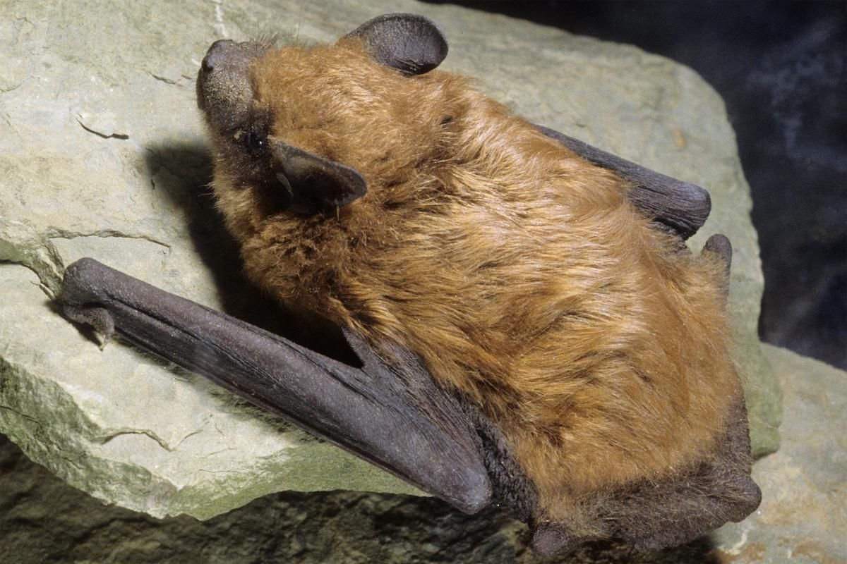 photo: John MacGregor (Land Between the Lakes KY/TN) Skagit County bat tests positive for rabies